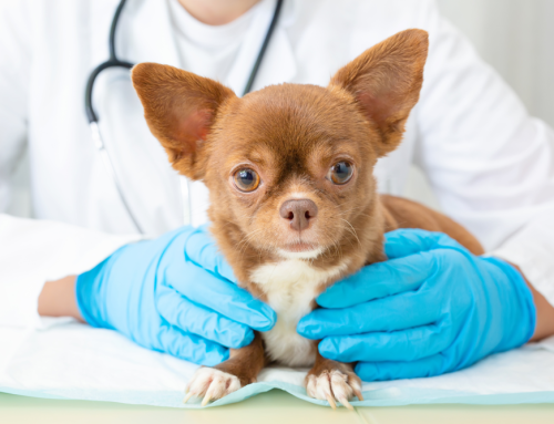 Anxious Vet Visits